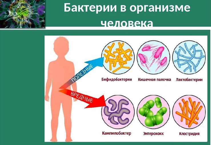Микрофлора кишечника — это сложная экосистема из бактерий, вирусов и грибков.