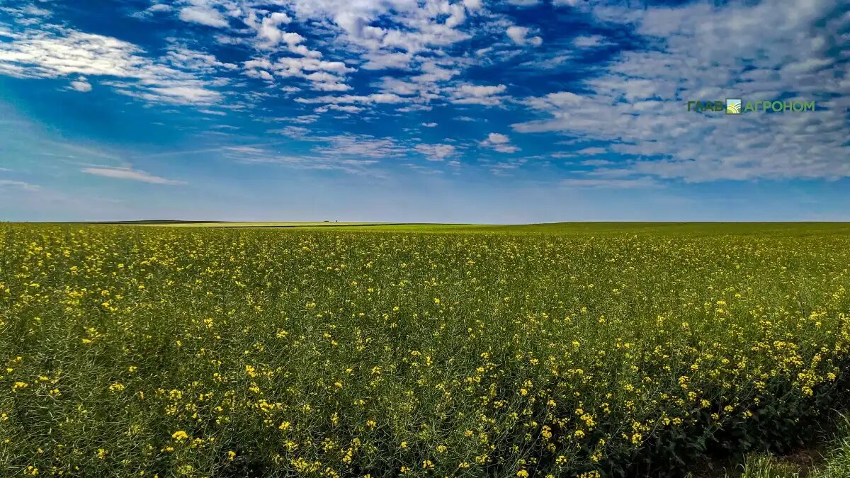 Фото:© Александр Маментович
Посевные площади рапса в Беларуси составили 490,0 тысяч га, по данным АБ-Центра