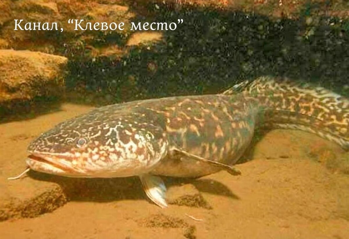 Налим крупным планом на фоне каменистого дна