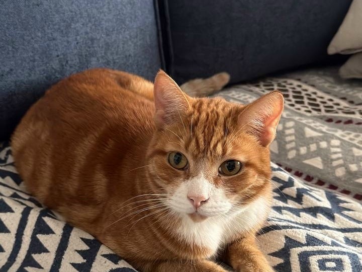 😻Выходные приветы из дома от котиков🏡🐾