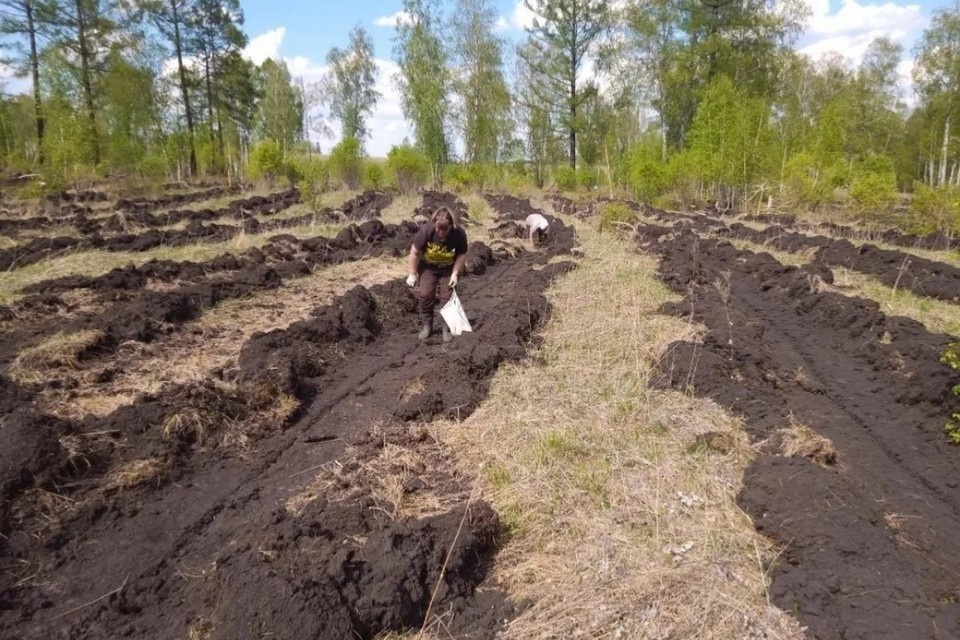    В лесах Красноярского края высадили 4,5 миллиона молодых деревьев. Фото: минлесхоз края