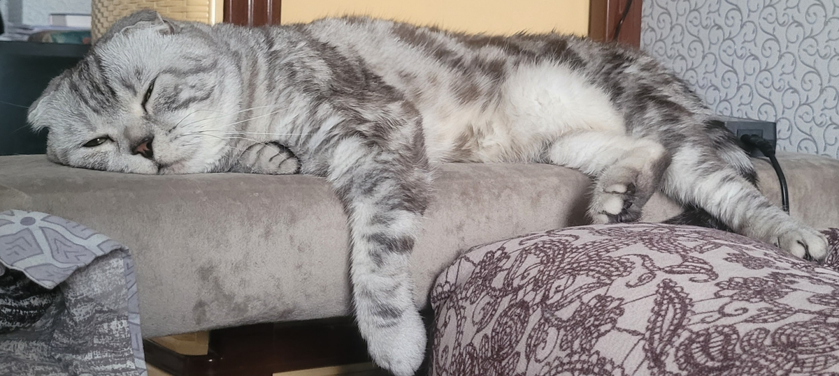 Ps с котом всё в порядке, он просто спит