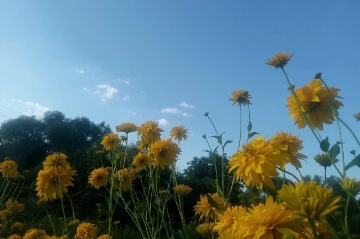    Золотые шары — жёлтое безумие на закате лета.