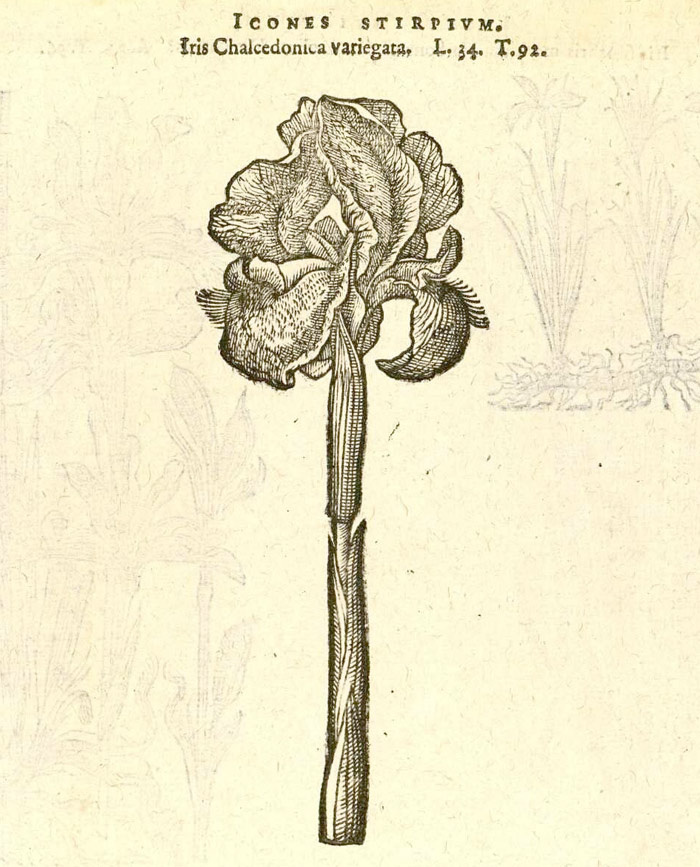 Гравюра Ириса халцедонского в  книге Матиаса де Л’Обеля "Icones stripium" (Tomus primus). 1591 