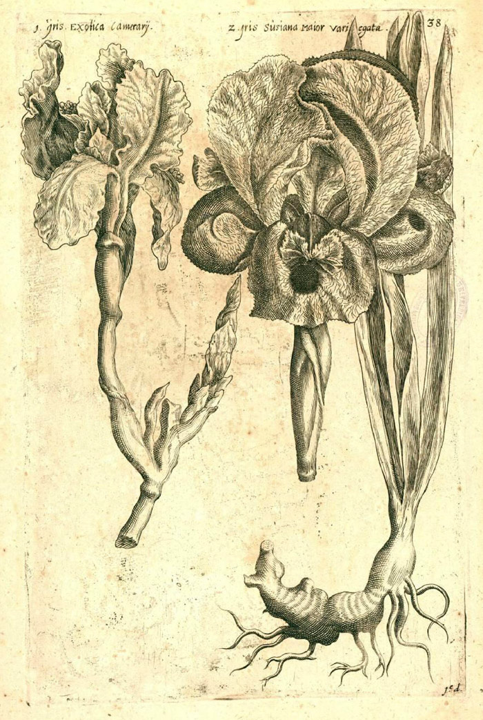 Гравюра  Iris Susiana major variégata в флорилегиуме Эмануэля Свертса «Florilegium Amplissimum et Selectissimum» 1612. Ссылка на изображение https://bibdigital.rjb.csic.es/viewer/14339/?offset=#page=14&viewer=picture&o