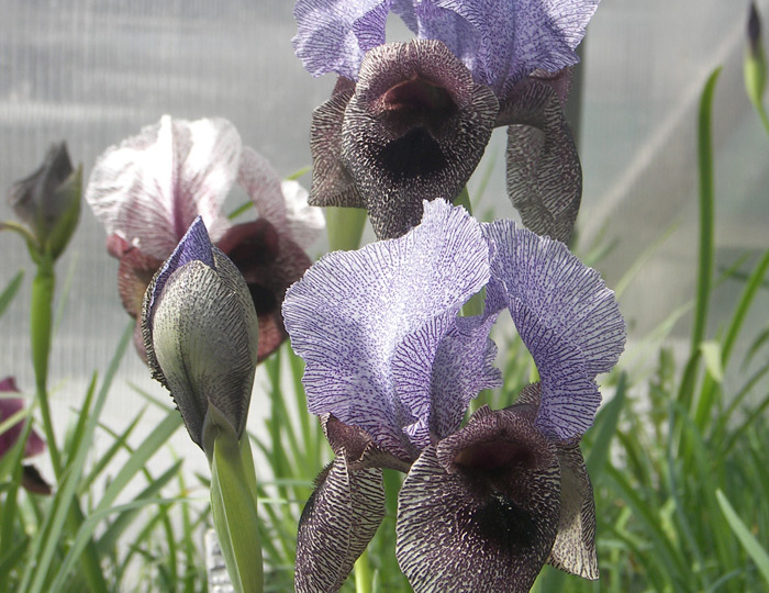 Фантастические ирисы на крыше. Ирис сузианский (Iris susiana L.). Часть I.