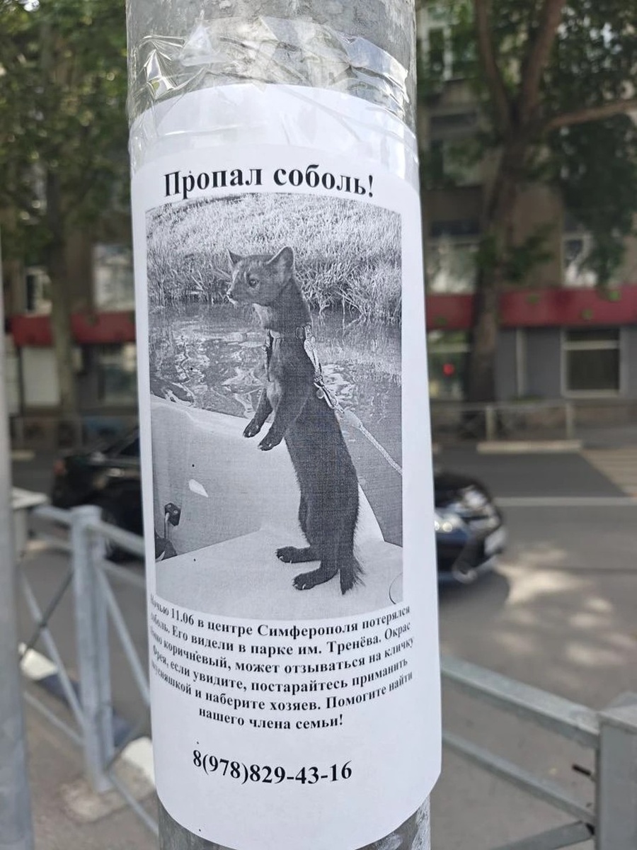    Объявления о пропаже соболя появились на столбах в Симферополе. Надежда ДАЦЮК