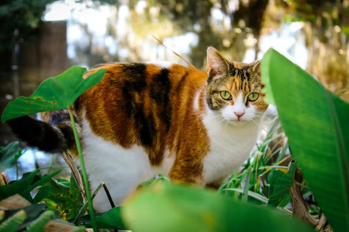    Кошки охотятся на животных, которые могут быть переносчиками зоонозных патогенов, включая грызунов, птиц и летучих мышей, многие из которых в противном случае практически не контактировали бы с людьми.