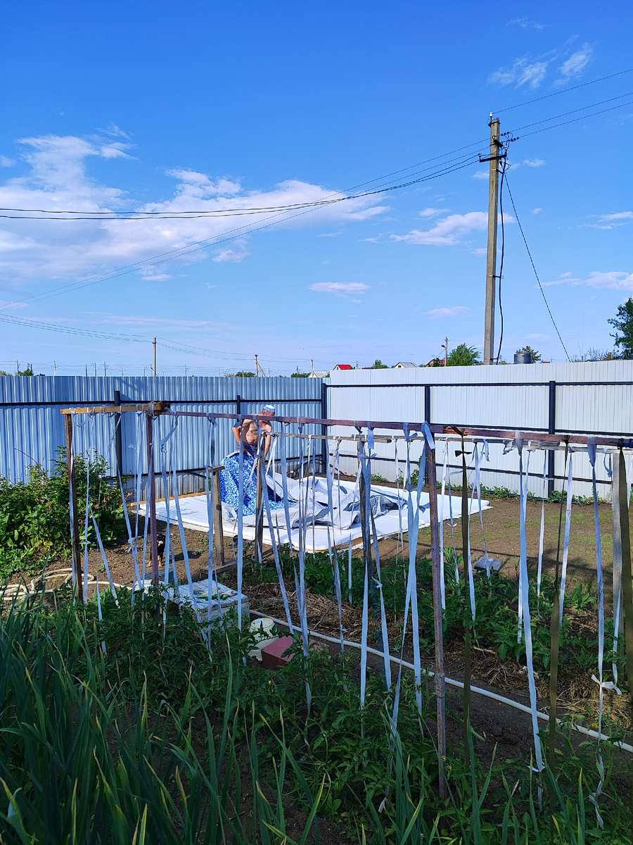 На переднем плане мои растюхи.