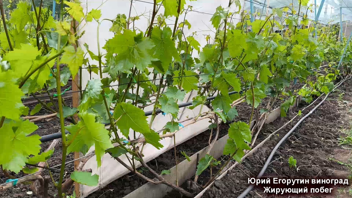 Куст винограда.