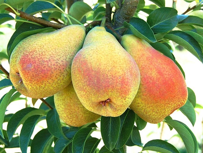 🍐 Подборка сортов груш для вашего сада