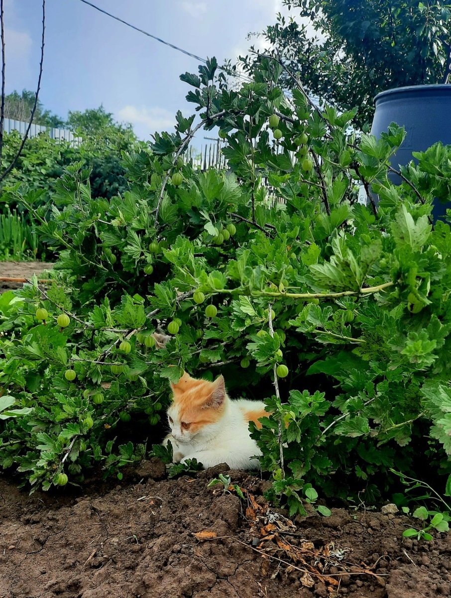 Моё фото, котик в крыжовнике называется 🤭