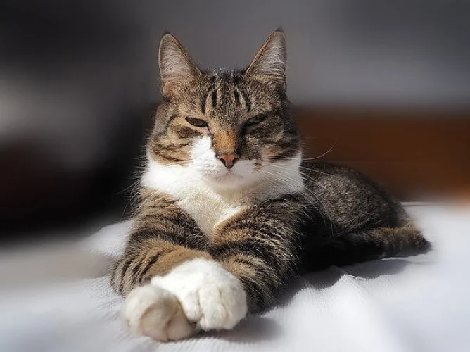 😸 5 признаков, что ваша кошка считает вас своим личным подопечным (а не наоборот)