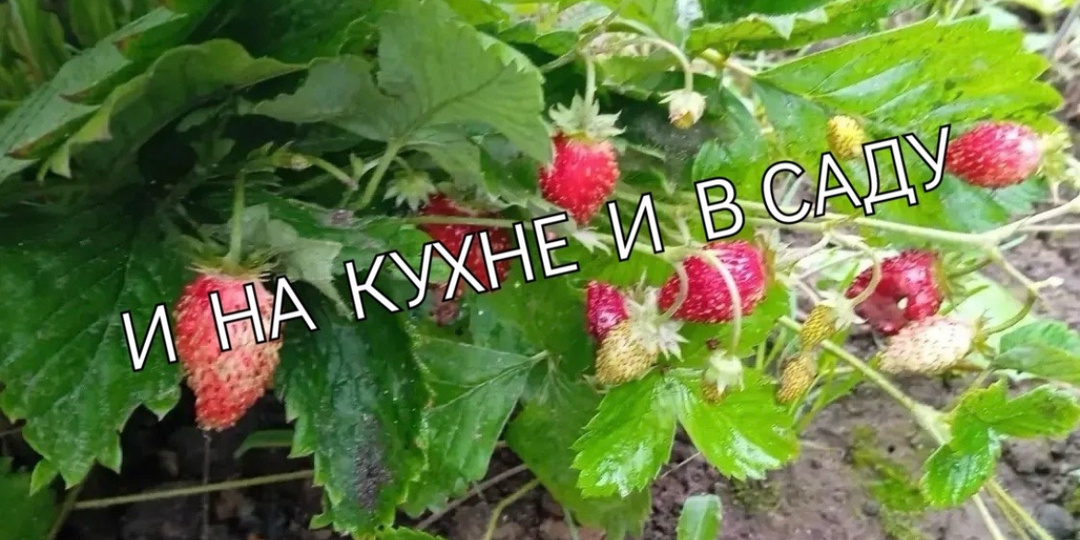 Земляника. Заготовка на зиму. Лучший способ.