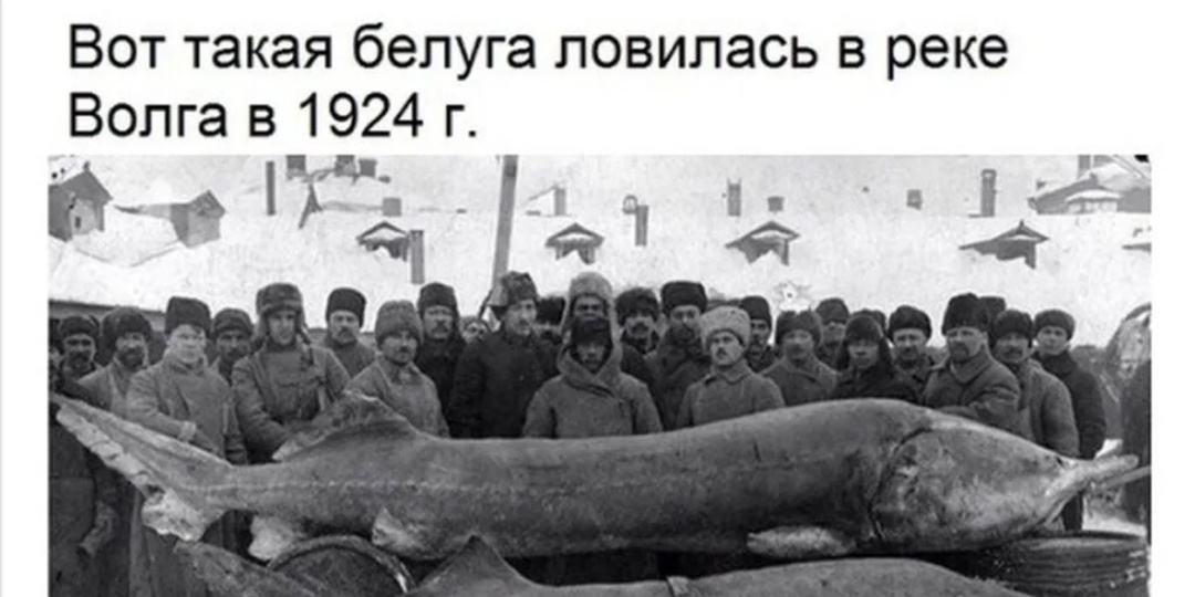 Белуга: тысяча килограммов мышц, чёрной икры и полного отсутствия костей!