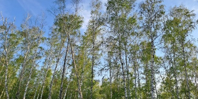 лес шелкопряд