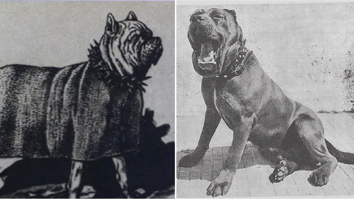 Рисунки собак