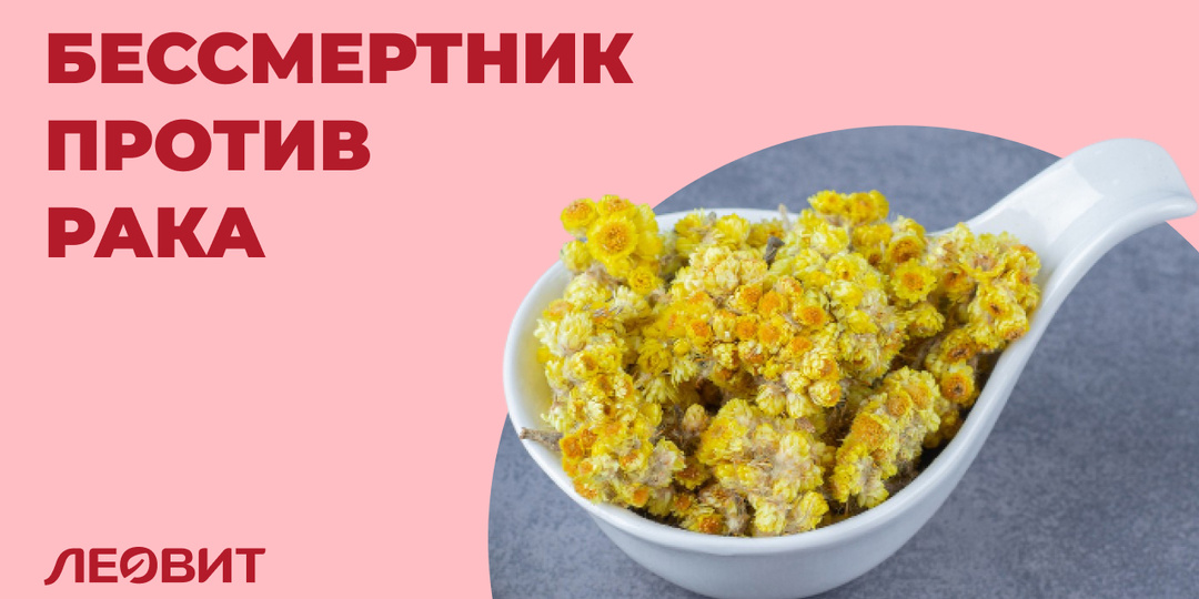 Бессмертник – противоопухолевые и другие лекарственные свойства