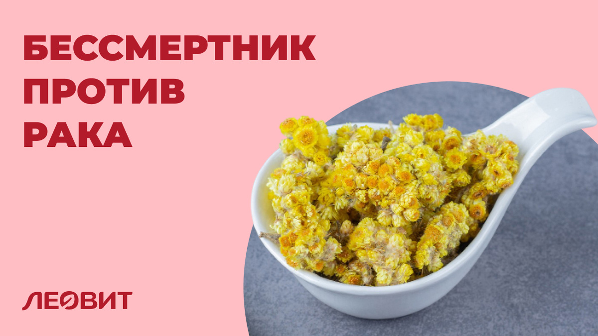 Бессмертник – противоопухолевые и другие лекарственные свойства