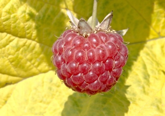 Источник фото shutterstock.com