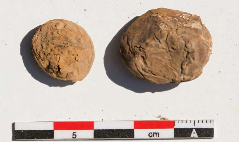    Редкие 500-летние сушеные картофельные клубни были обнаружены на прибрежном участке инков.