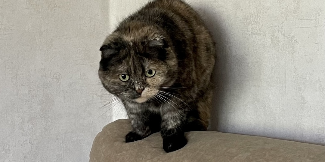 9 вещей, которые сделают домашнюю кошку абсолютно счастливой