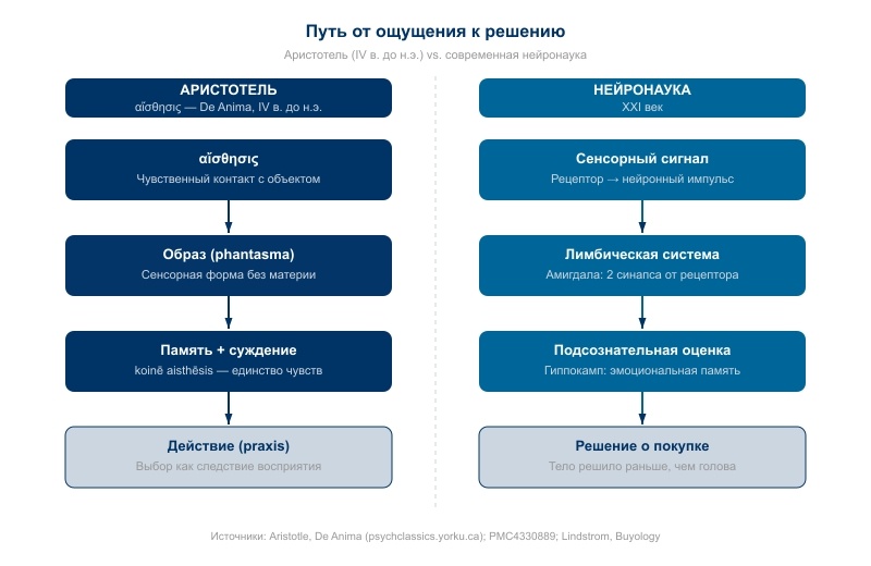 Параллельные колонки: слева — αἴσθησις → образ → суждение → действие (De Anima), справа — сенсорный сигнал → лимбическая система → подсознательная оценка → решение (нейронаука)