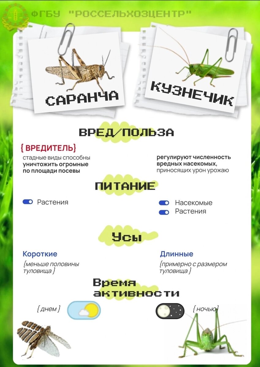    Фото: пресс-служба ФГБУ Россельхозцентр