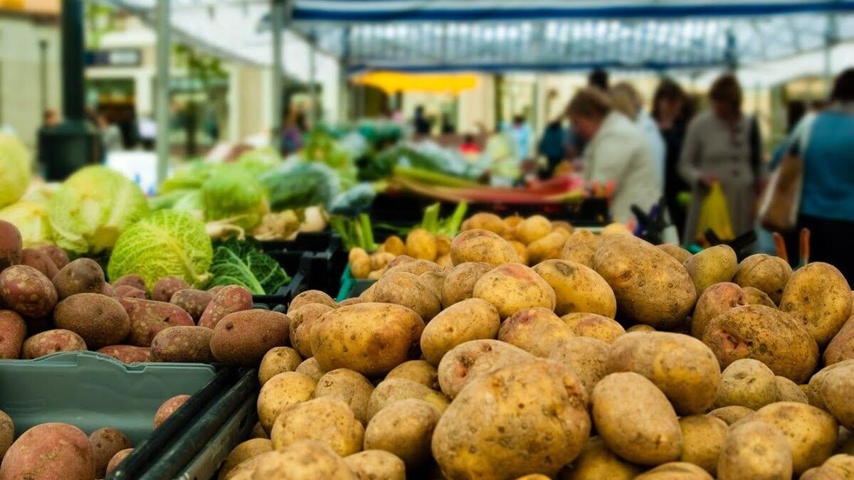 Грозит ли России дефицит картофеля: что происходит на рынке и почему отечественный урожай не спешат покупать