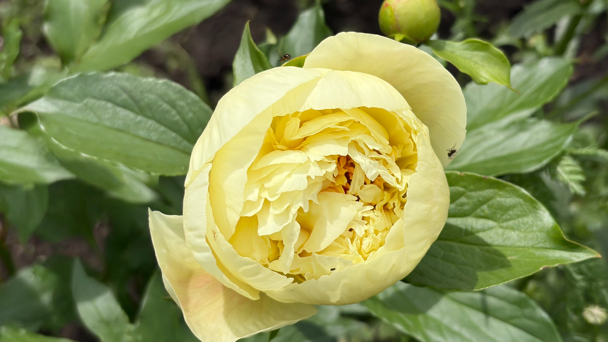В моем саду Новый принц в лимонно -шифоновом. Пион Lemon Chiffon
