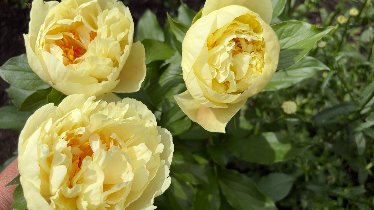 В моем саду Новый принц в лимонно -шифоновом. Пион Lemon Chiffon