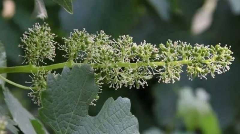 Виноград цветёт. Ответственный и деликатный период работ за весь сезон. 