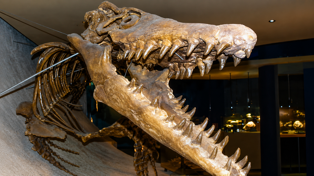 Реконструированный скелет Mosasaurus hoffmanni