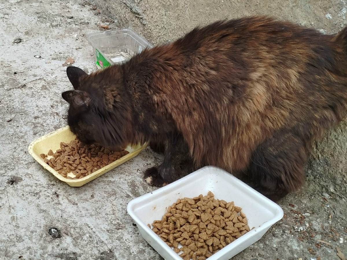 Место, где кормят кошек, содержится в чистоте и порядке