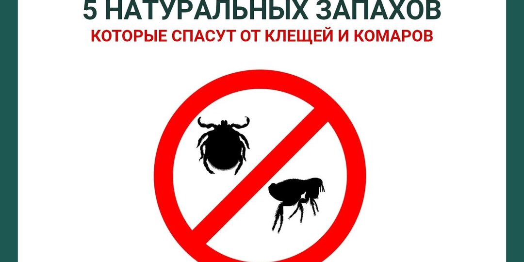 Уезжаете на природу? 5 натуральных запахов, которые спасут от клещей и комаров
