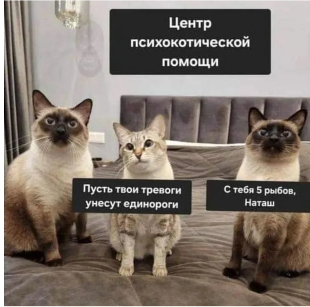 Котики,--взято из интернета с целью ознакомления. 
