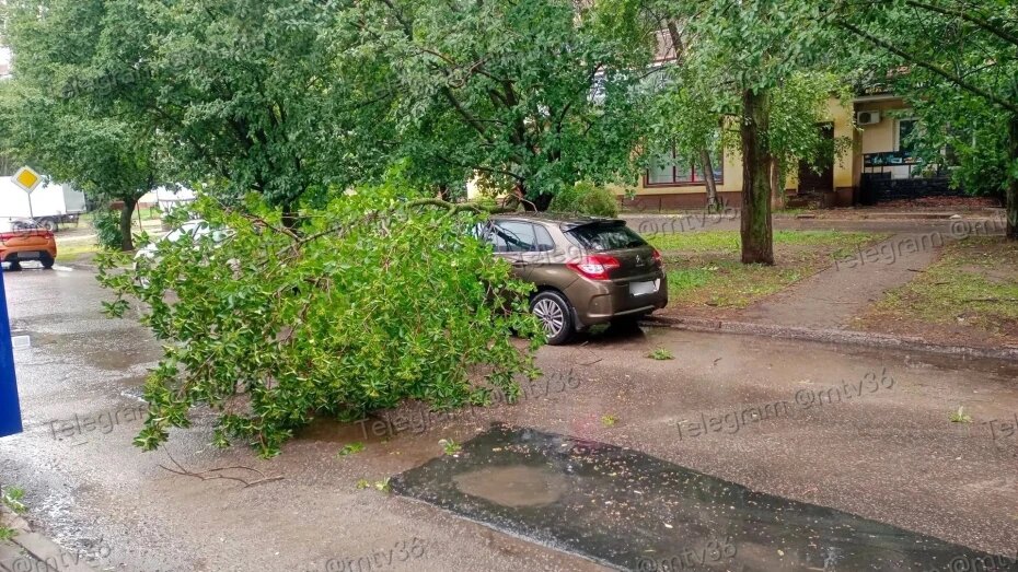 В Воронеже дерево упало на автомобиль