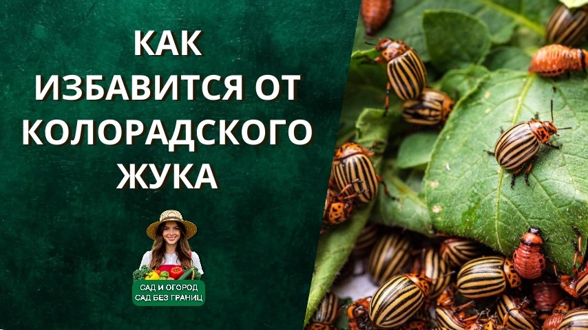 как избавится от колорадского жука