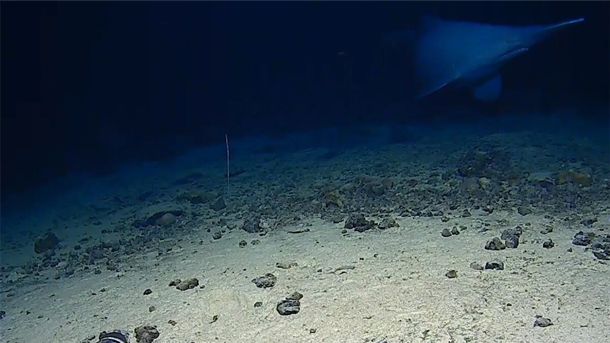    A Judah et al 2026 Fish Biology still via Steve Auscavitch