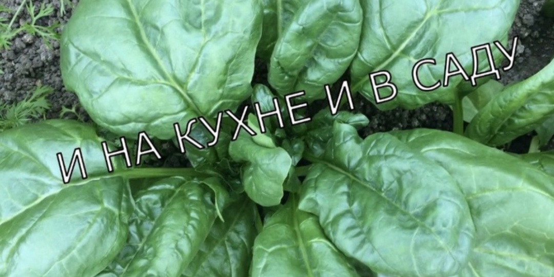Шпинат. Заготовка на зиму.