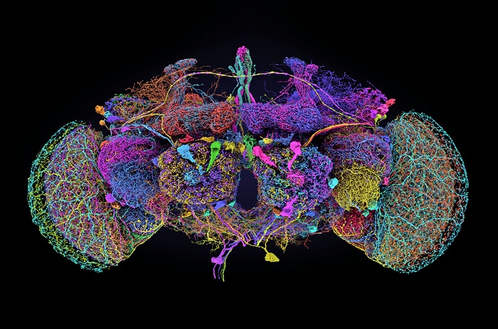    50 крупнейших нейронов мозга дрозофилы.Dorkenwald et al., Nature, 2024