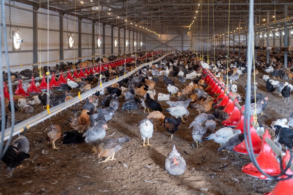   Из Ростовской области в Китай отправили крупные партии продукции птицеводства. Михаил ФРОЛОВ