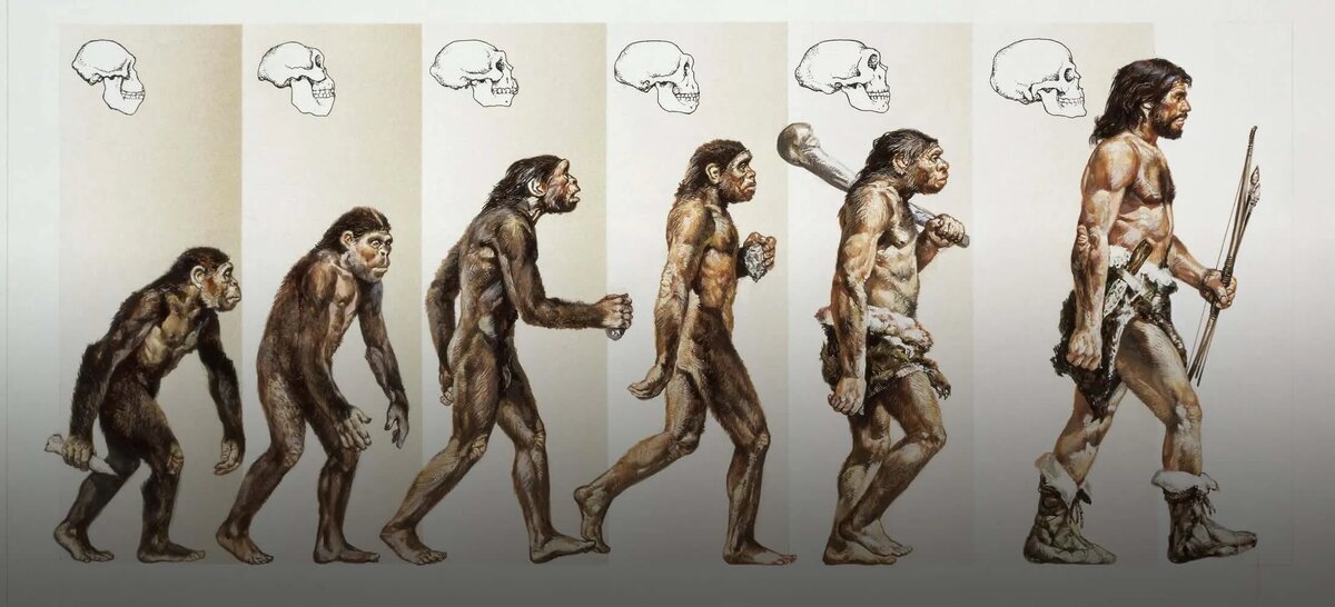 Homo sapiens возник из ДВУХ популяций, разлучённых на 1,2 миллиона лет  📷
