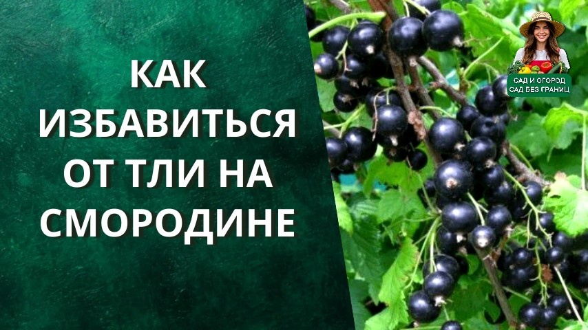 как избавиться от тли на смородине