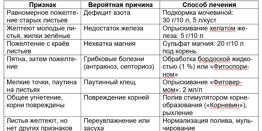 Желтеют листья смородины в июне: разбираем причины, подбираем лечение и профилактику — полное руководство для садоводов