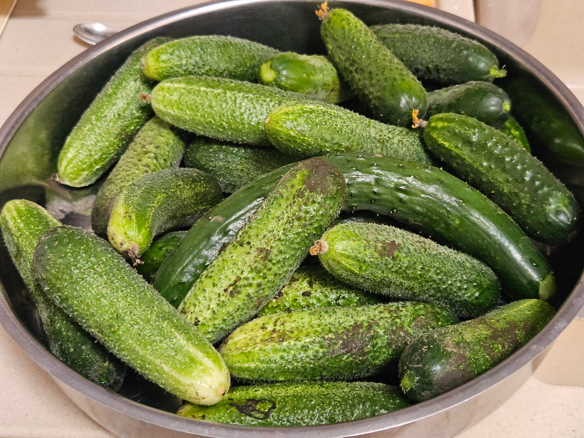 Пошли огурчики