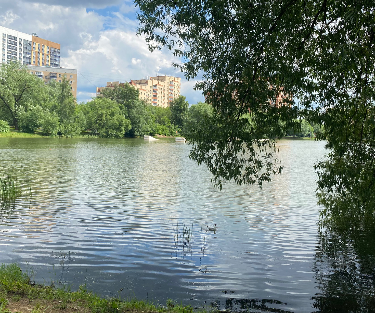 Чайку нашли на воде?