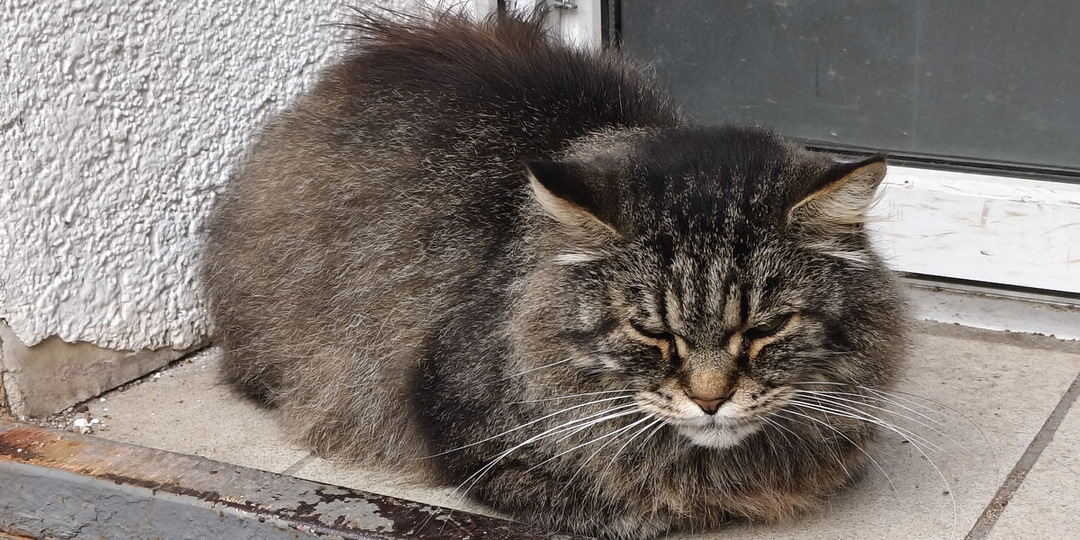 Черняховские котики и не только