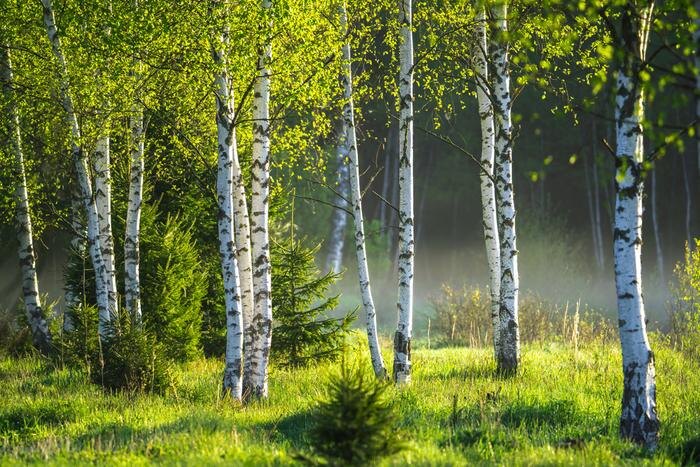 Обложка © Shutterstock / FOTODOM / ALEX_UGALEK