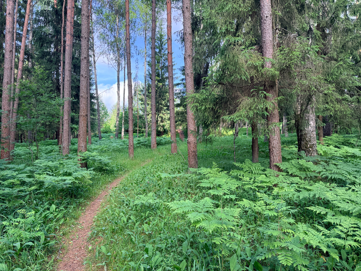 Фото автора. 15.06.26